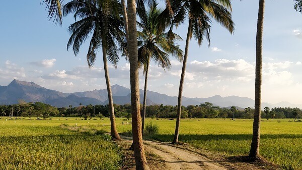 Agriculture- A scenic location from our paddy farm