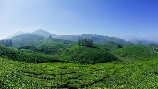 Tea plantations in Munnar, Kerala.