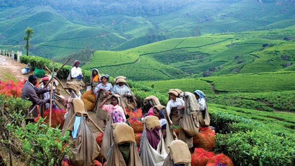 Workers from the Tea plantations in Munnar