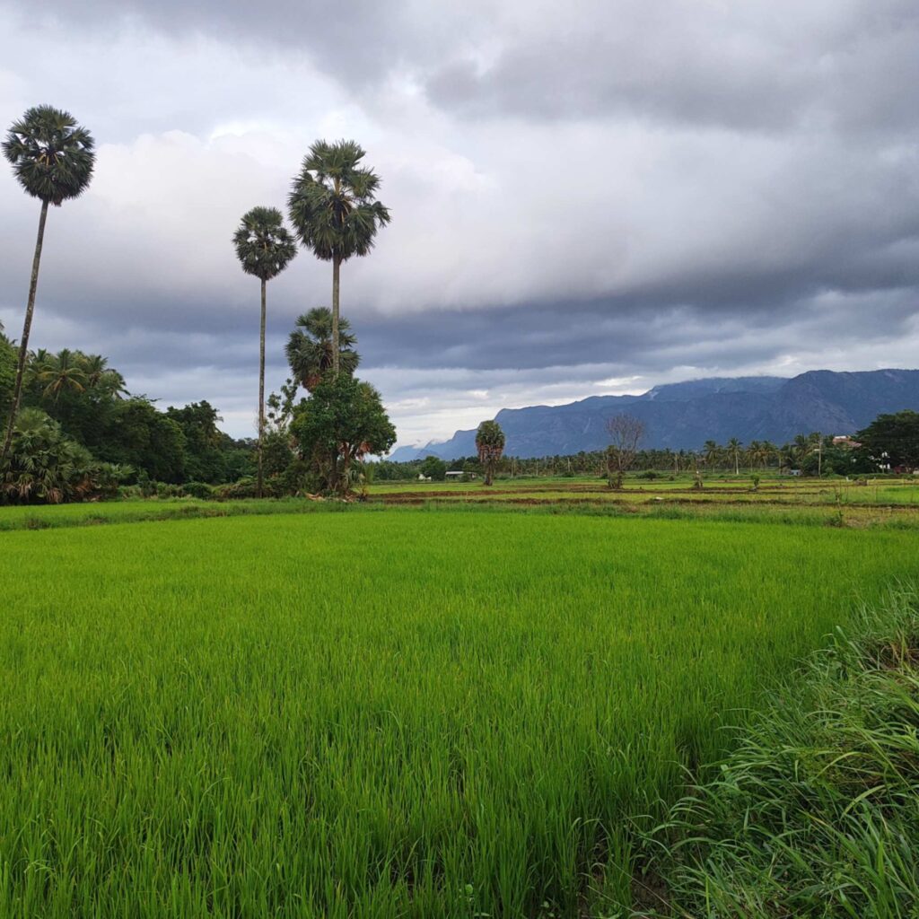 Lush green paddy fields during monsoon season in Kerala