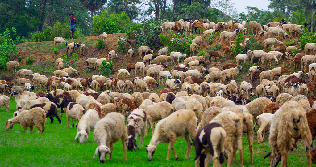 Goats grazing; a sight only seen during summer seasons in Kerala.