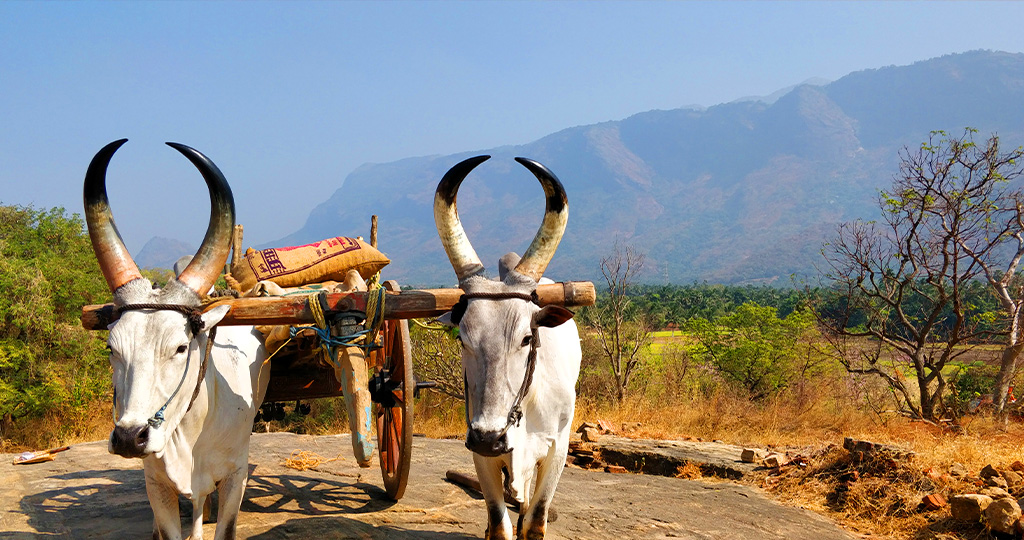 Bullock carts in Kerala, a typical sight during summers.