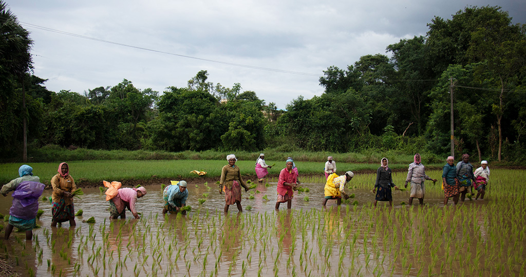 Experiencing farming in Kerala