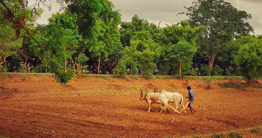 Farmer plowing land